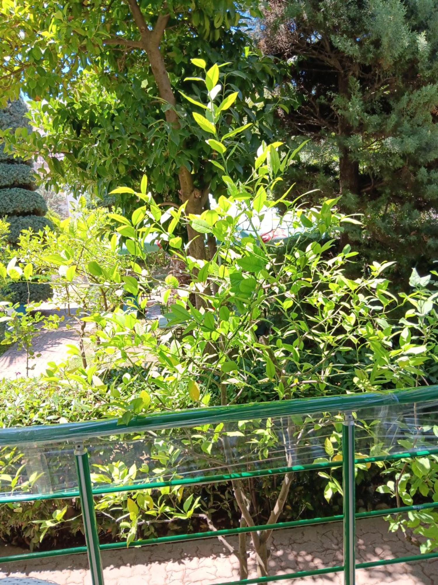 A-Vila Голем Экстерьер фото